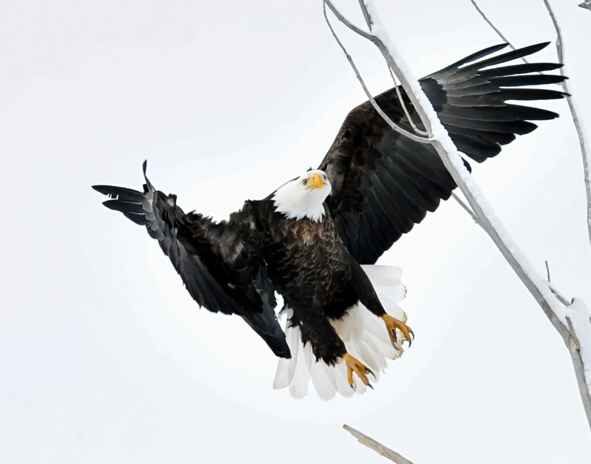 Eagles & Raptors story introduction