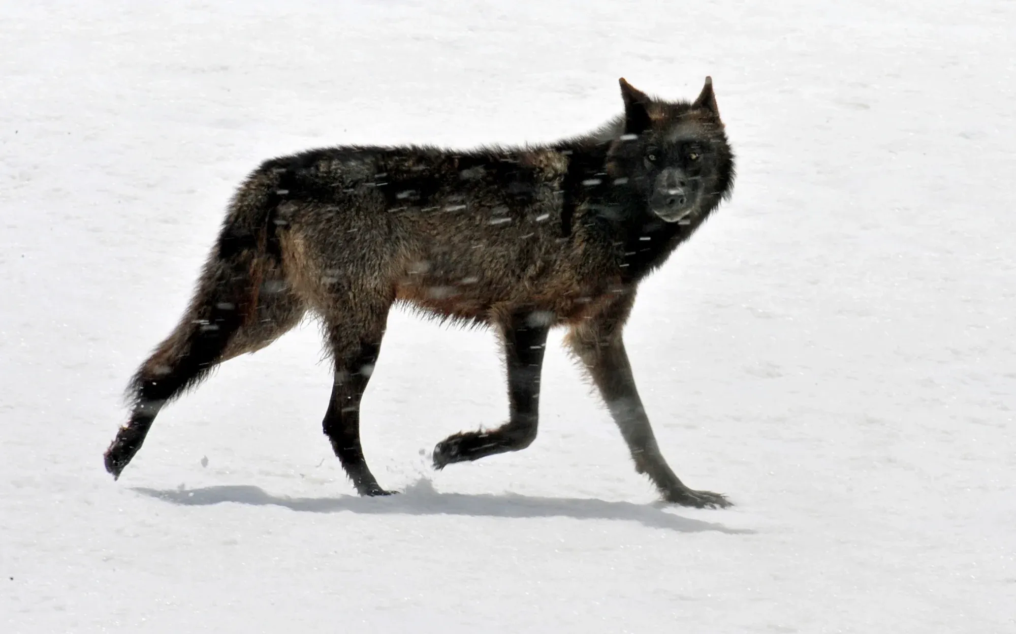 Wolves & Coyotes story introduction