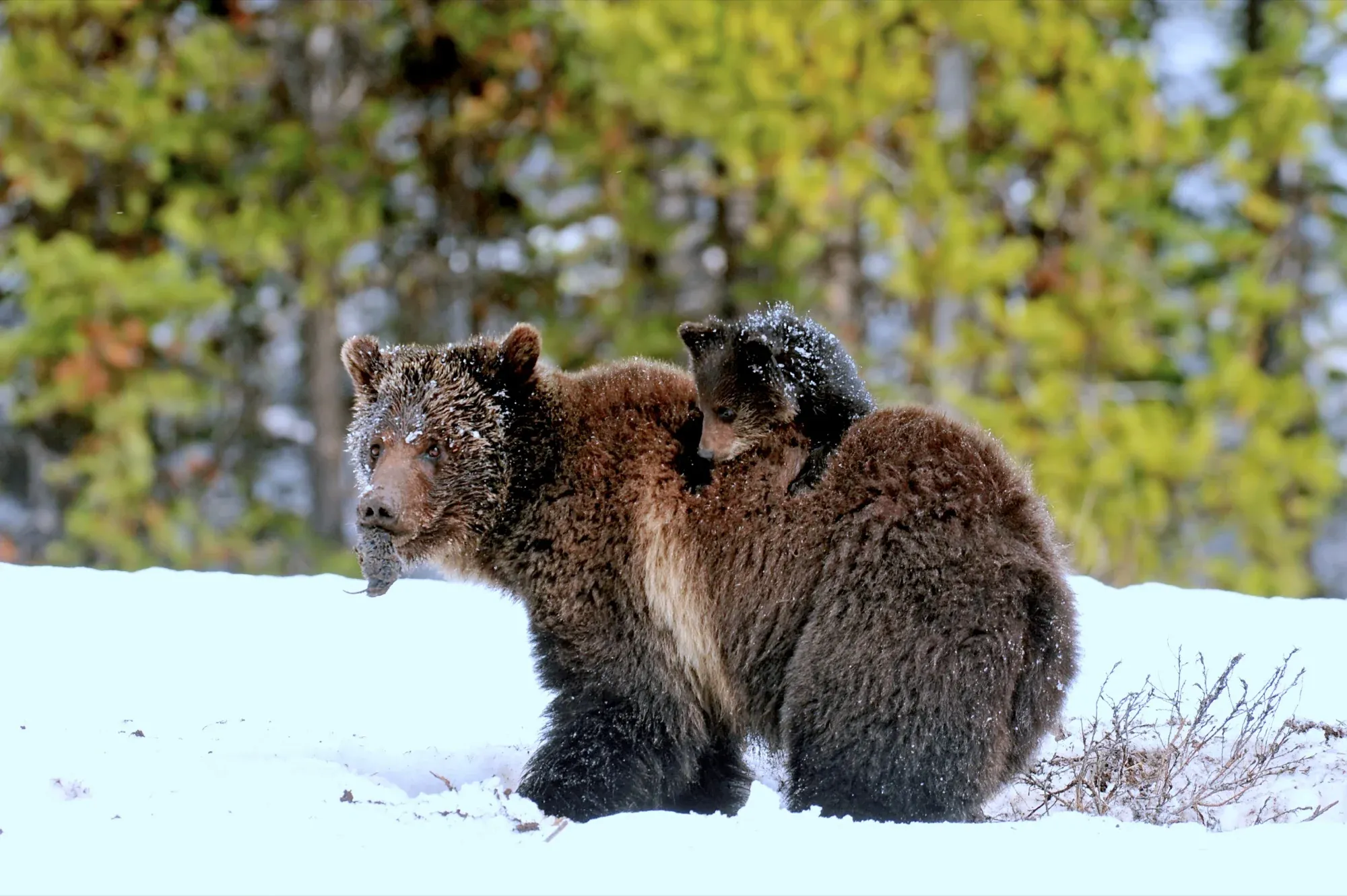 Bears photography story