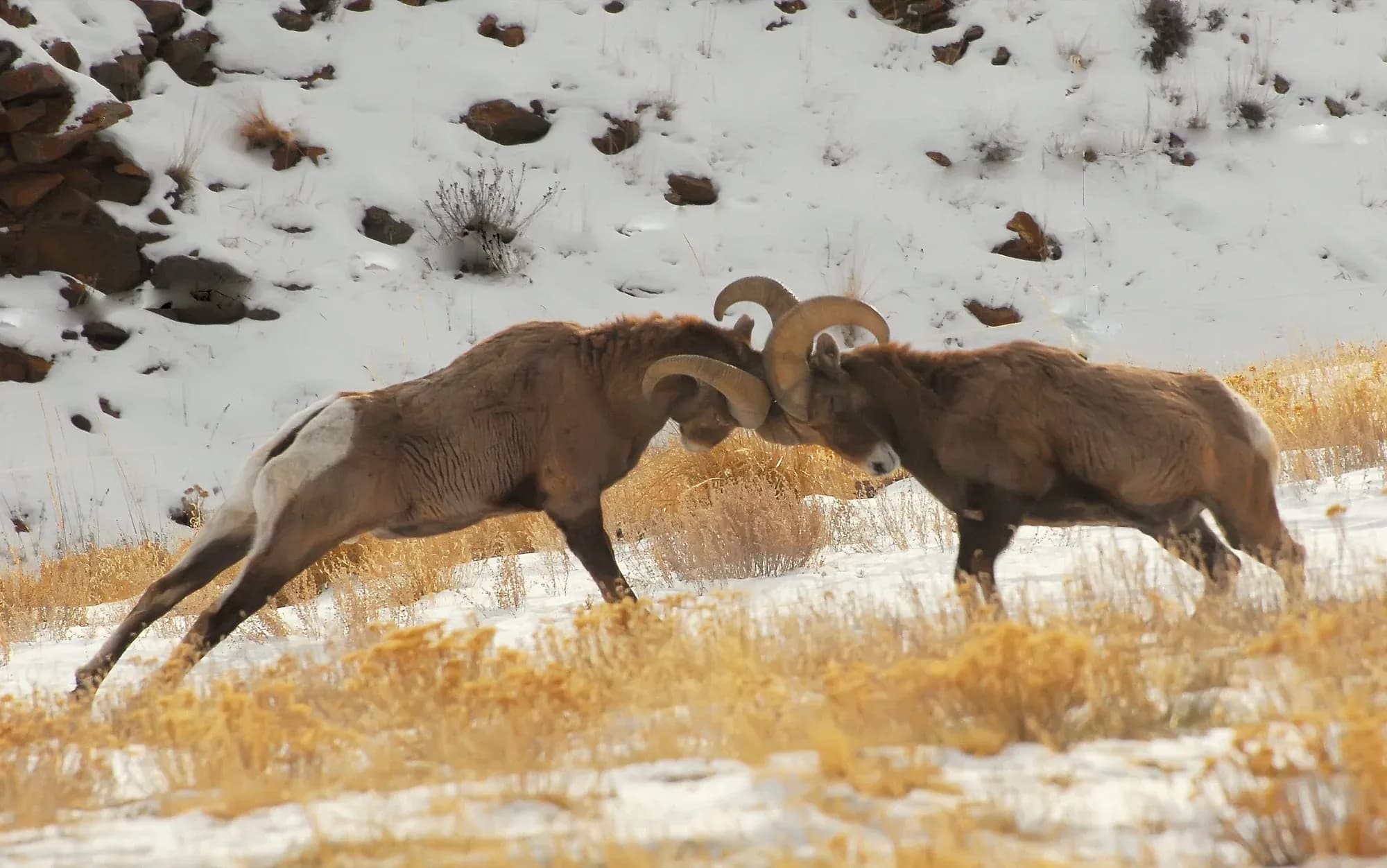 Bighorn Sheep photography story