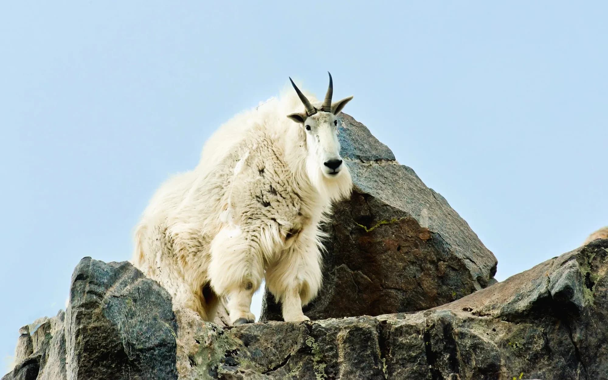 Mountain Goats story introduction
