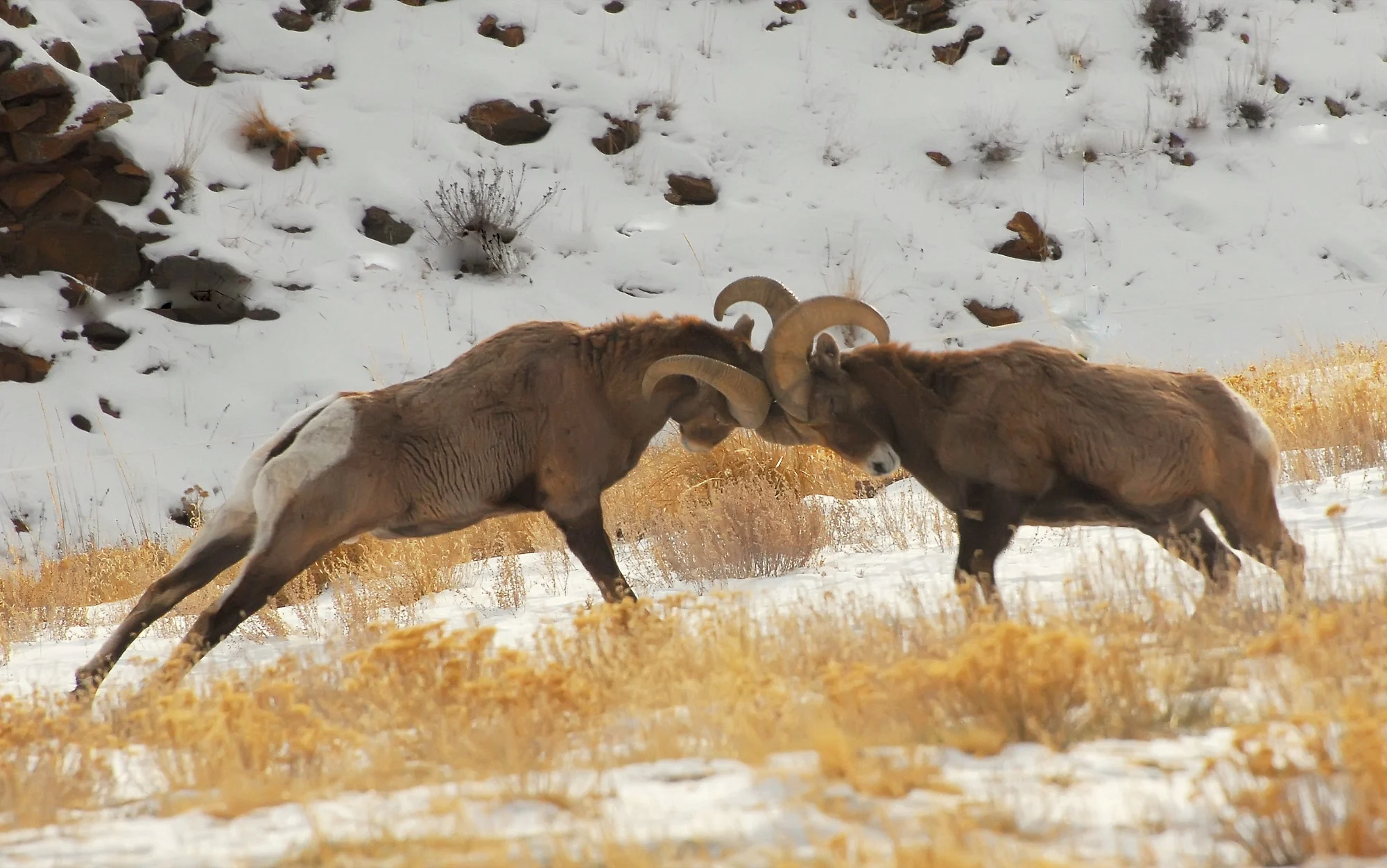 Bighorn rams meeting head to head in open country